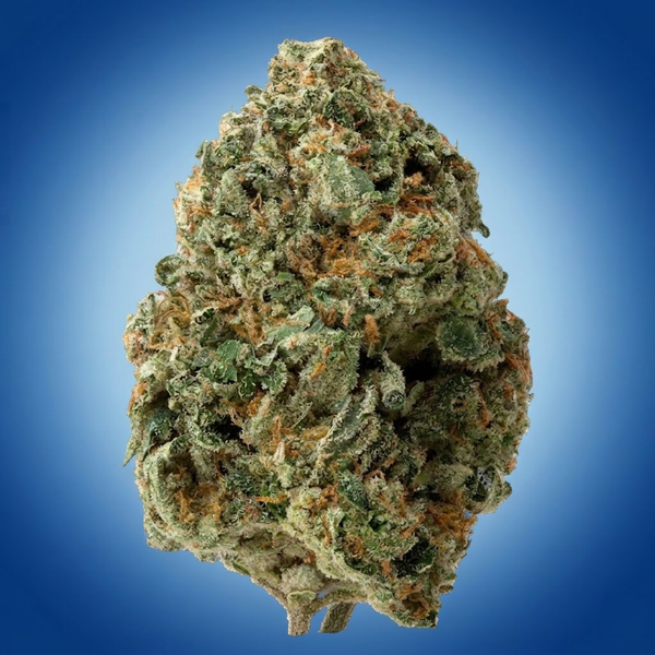 Gas Mask (bulk)
